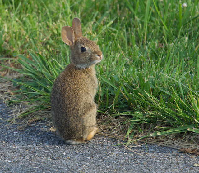 MD-BabyBunny_7-2-2021