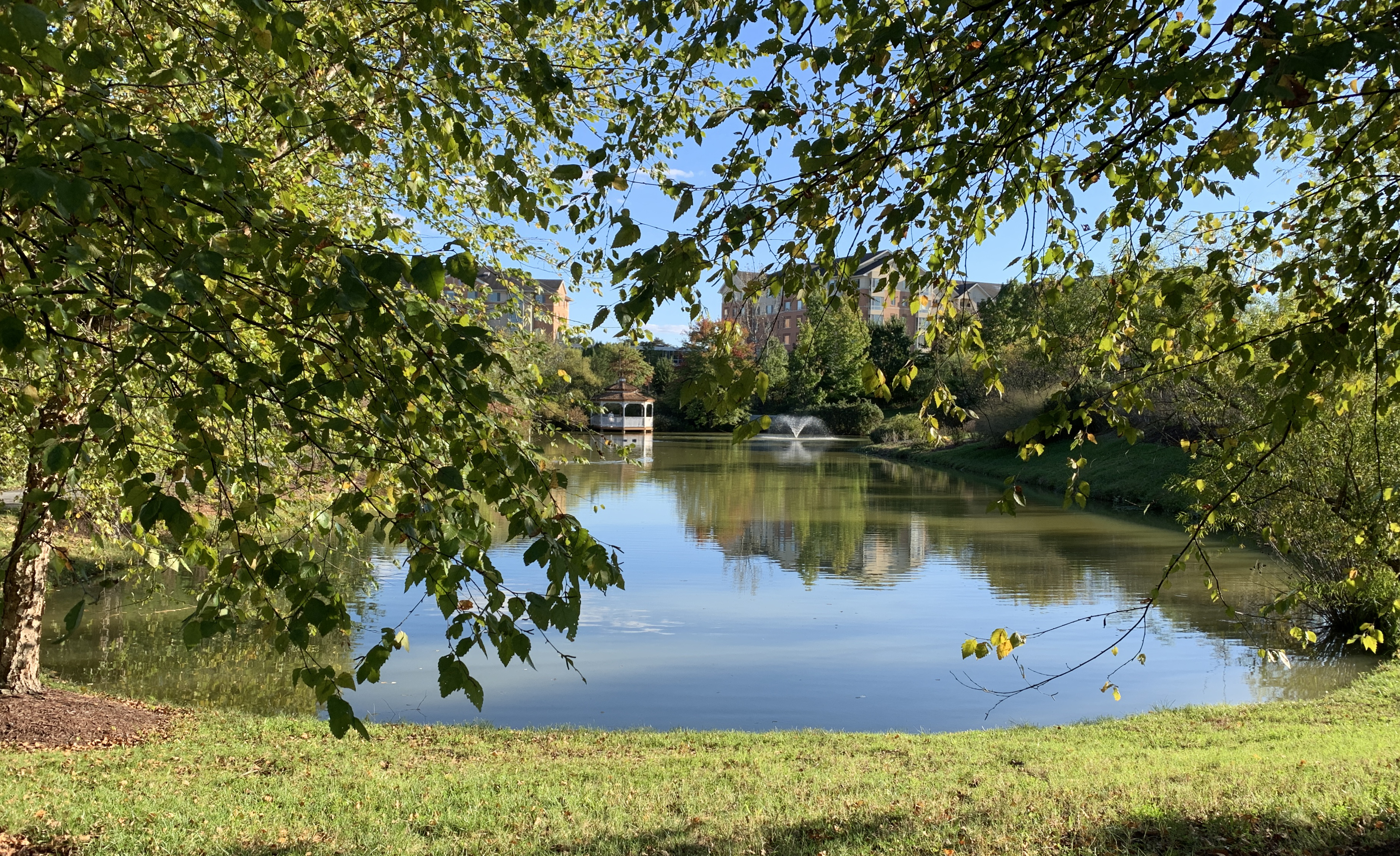 MD-SwanLake2_10-15-20