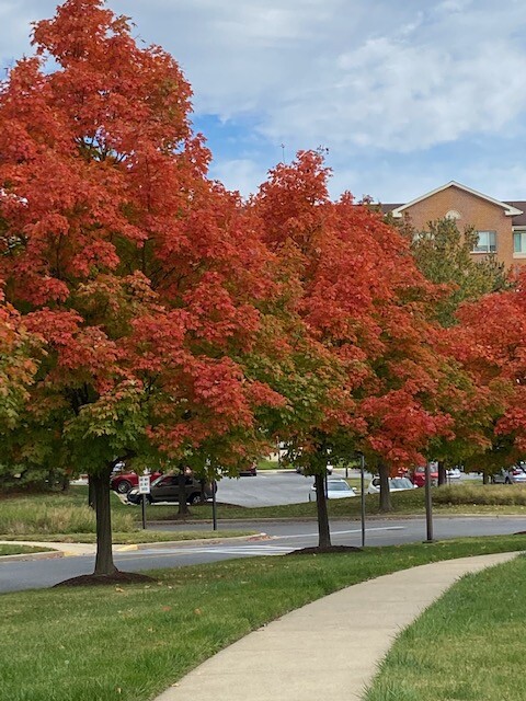 Fernandopulle_221017a