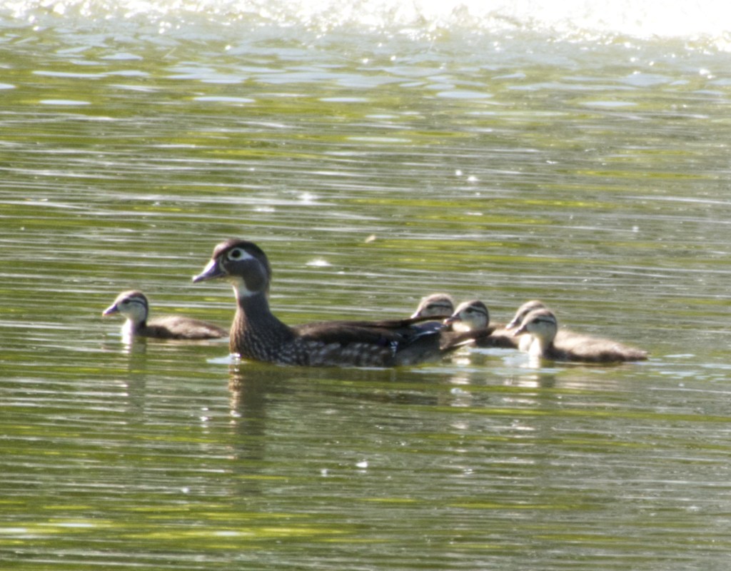 Wood Duck mother & ducklings at Mallard Pond by Wren Wilhelm, spring 2924

