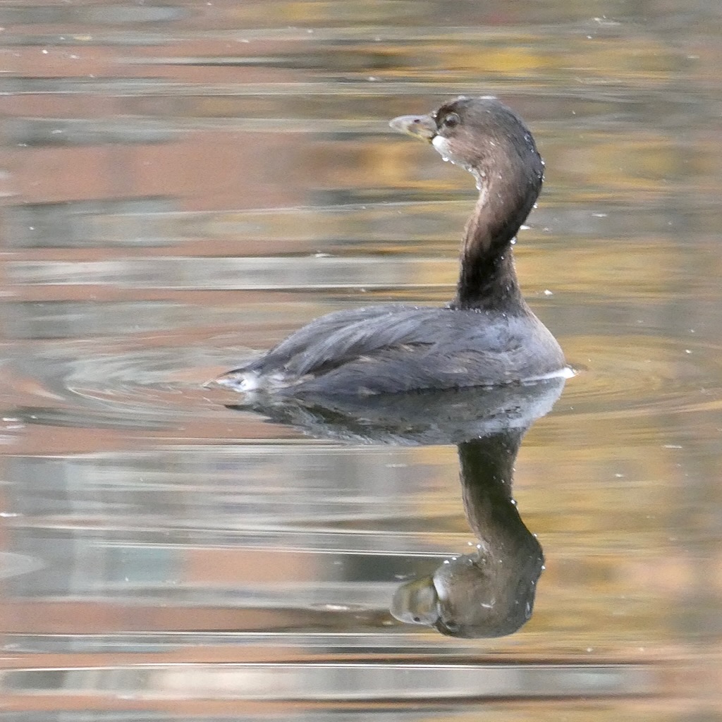 Pied-billed Grebe by Wren Wilhelm, winter 2024