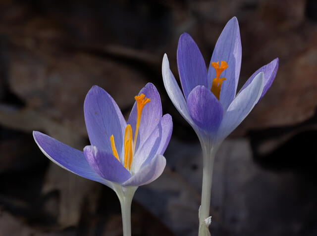 Tille -5Mar01-137-2-Edit