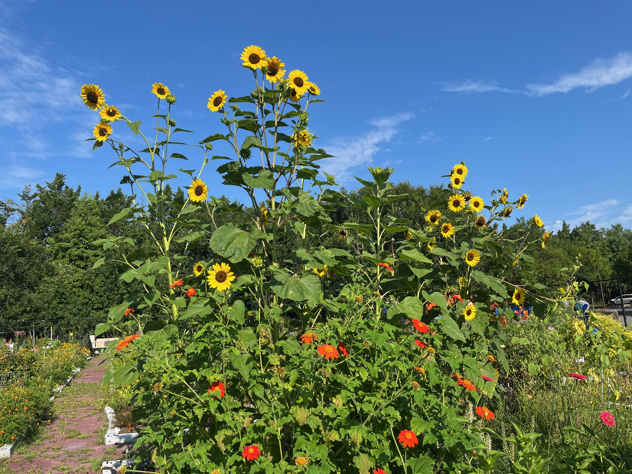Burns_2025_Sunflowers