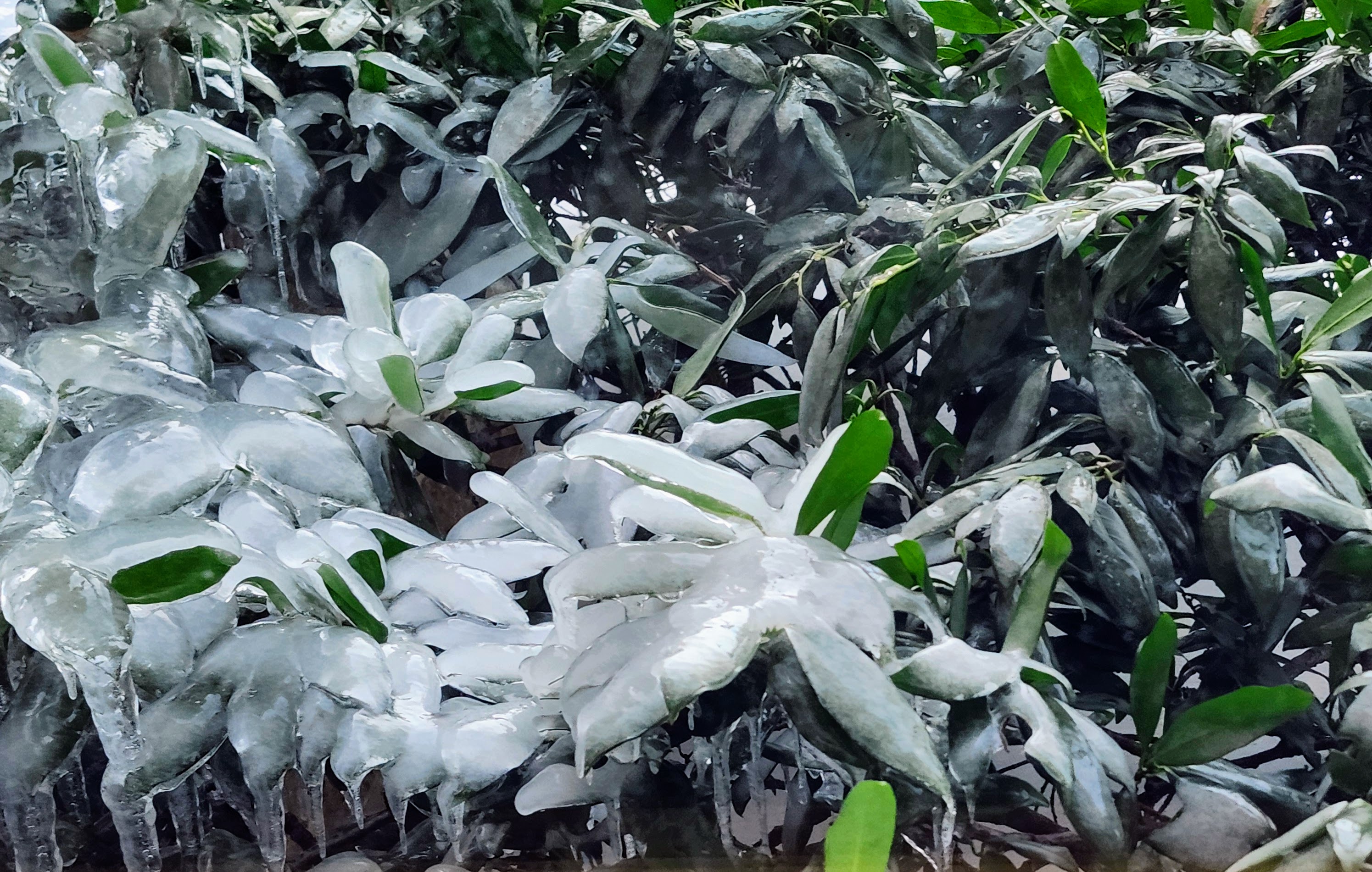 Twomey_2026_FrozenFlora