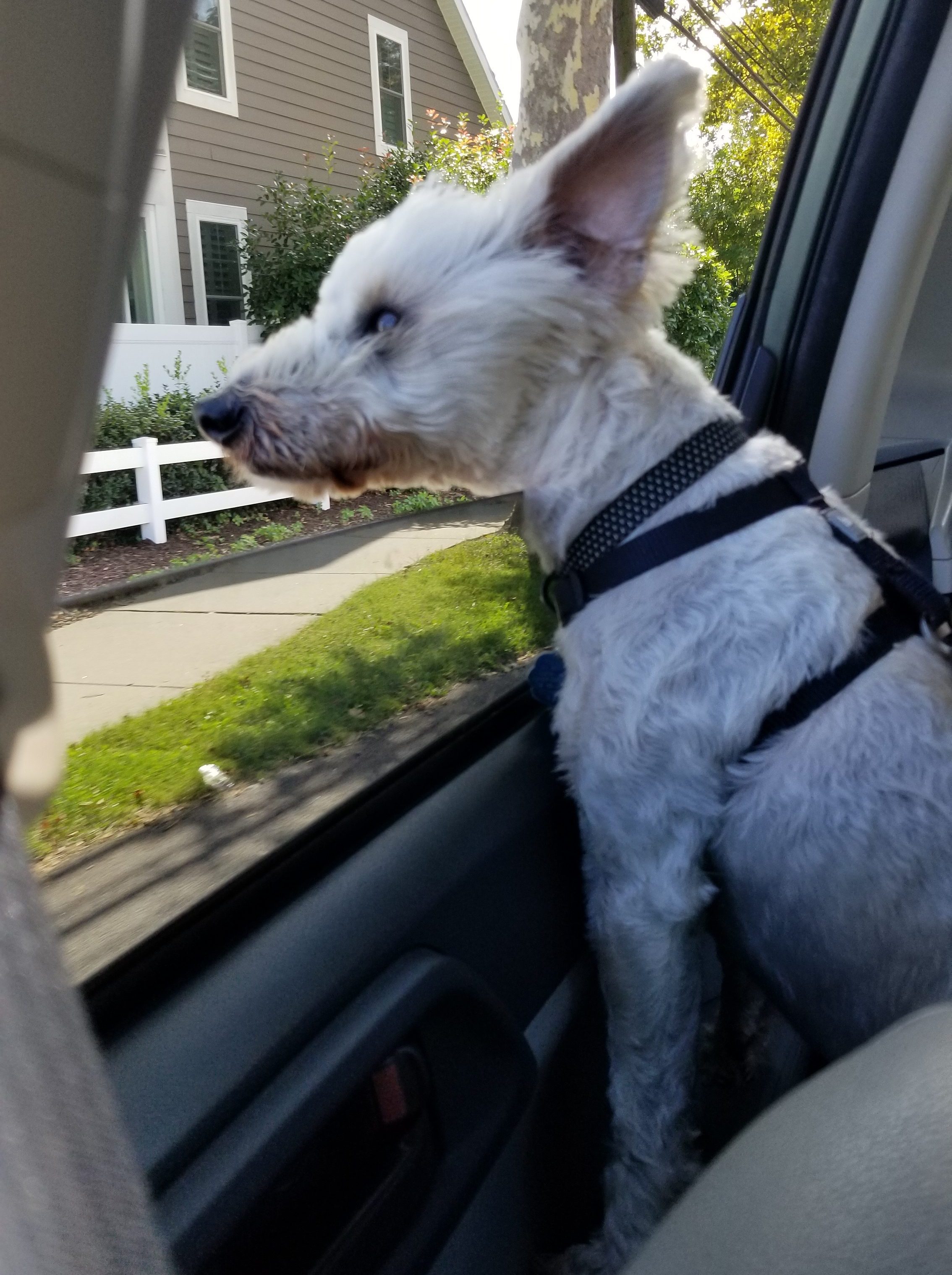 Nico Studying the Great Out of Doors