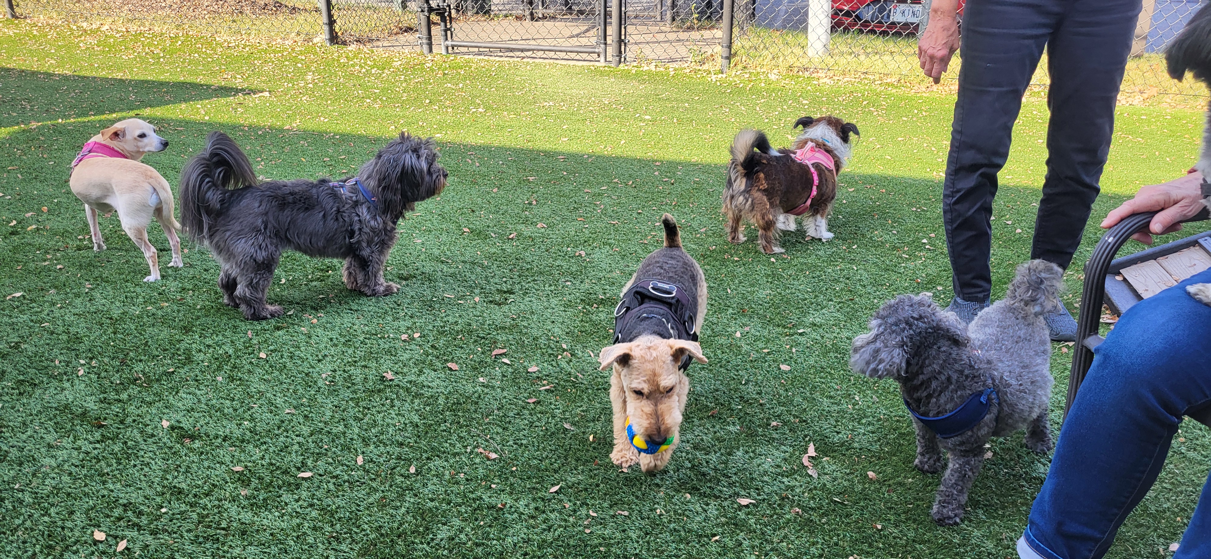 Dogs Meet and Greet
