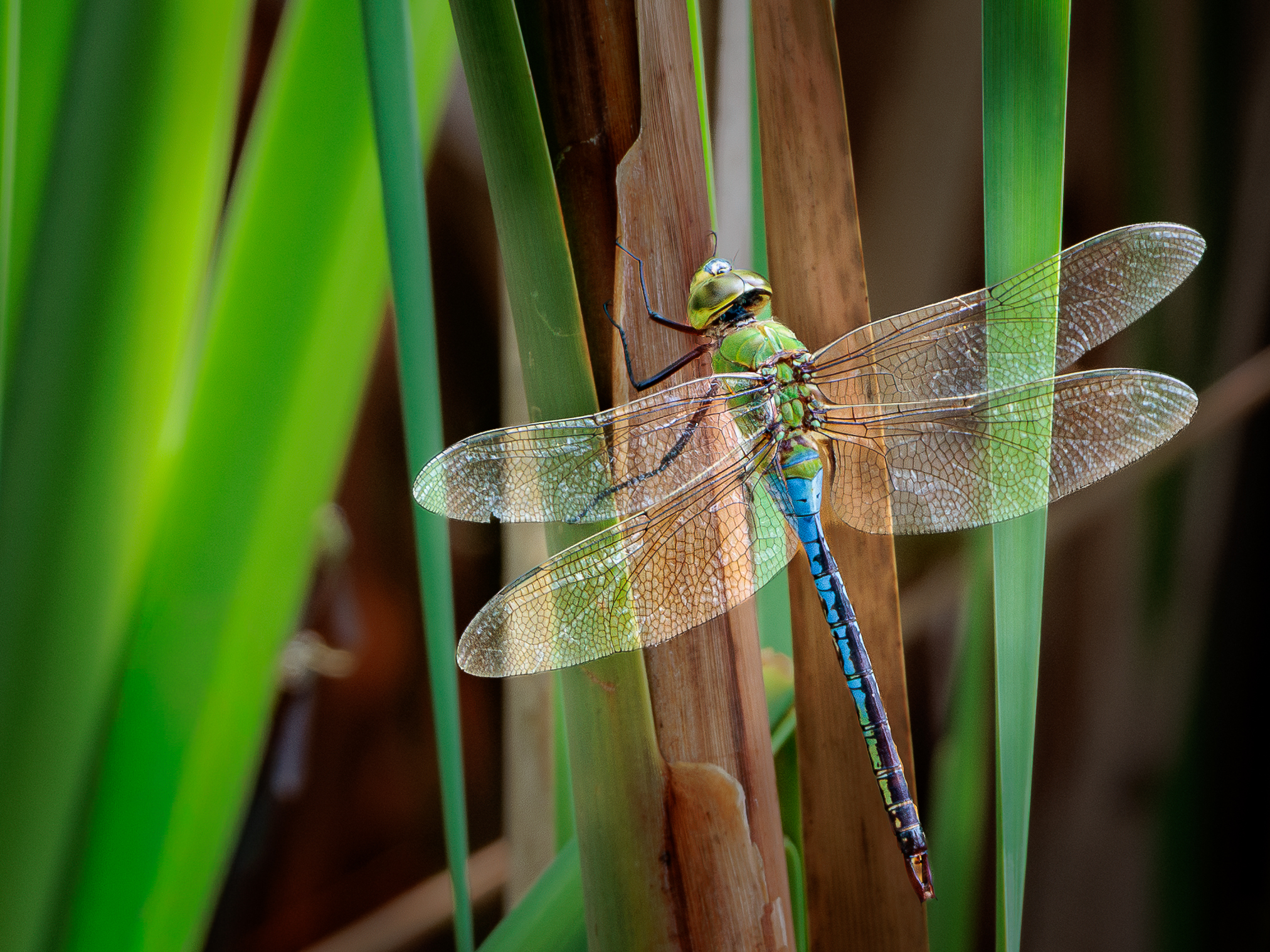 Picture of a dragonfly